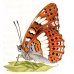 White Admiral camilla FIVE LARVAE - SPECIAL PRICE!